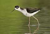 Image Category. Schwarznacken-Stelzenläufer