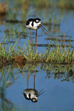 Image Category. Schwarznacken-Stelzenläufer