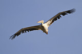 Image Category. Pelicans