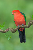 Image Category. Papageien
