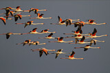 Image Category. Flamingos