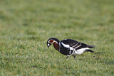 Image Category. Enten, Gänse, Schwäne
