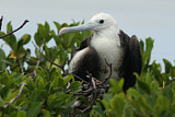 Image Category. Fregattvögel
