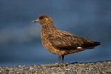 Image Category. Raubmöwen