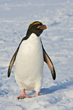 Image Category. Goldschopfpinguin