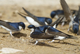 Image Category. Swallows & Martins