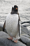 Image Category. Eselspinguin