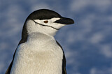 Image Category. Kehlstreifpinguin