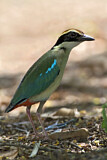 Image Category. Pittas
