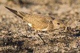 Image Category. Stelzenbrachschwalbe