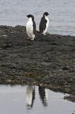 Image Category. Adeliepinguin