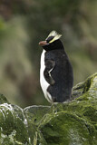 Image Category. Sclaterpinguin