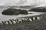 Image Category. Adeliepinguin