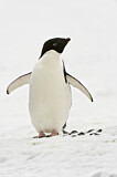 Image Category. Adelie Penguin