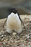 Image Category. Adeliepinguin