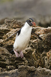 Image Category. Snaresinselpinguin