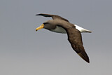 Image Category. Chatham Albatross