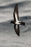 Image Category. Sturmschwalben