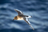 Image Category. Sturmvögel