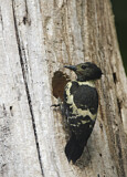Image Category. Spechte