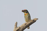 Image Category. Asiatische Bartvögel