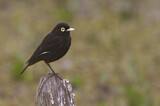 Image Category. Tyrannen