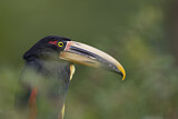 Image Category. Tukane