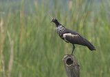 Image Category. Wehrvögel