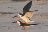 Image Category. Skimmers