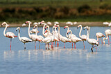 Image Category. Flamingos