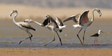 Image Category. Flamingos