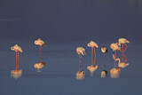 Image Category. Flamingos