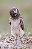 Image Category. Eigentliche Eulen