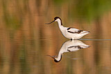 Image Category. Pied Avocet