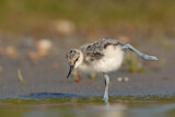 Image Category. Pied Avocet