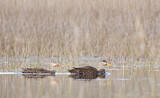 Image Category. Enten, Gänse, Schwäne