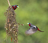 Image Category. Breitrachen