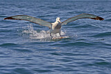 Image Category. Antipodenalbatros