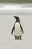 Image Category. Magellanic Penguin