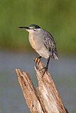 Image Category. Reiher und Dommeln