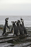 Image Category. Magellanpinguin