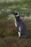 Image Category. Magellanpinguin