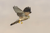 Image Category. Falken und Karakaras
