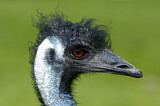Image Category. Emu
