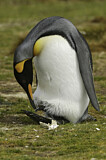 Image Category. Königspinguin