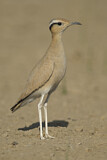 Image Category. Rennvogel