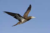Image Category. Tölpel