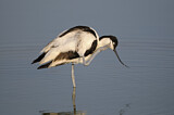 Image Category. Pied Avocet