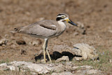 Image Category. Krabbentriel