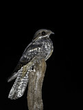 Image Category. Nightjars